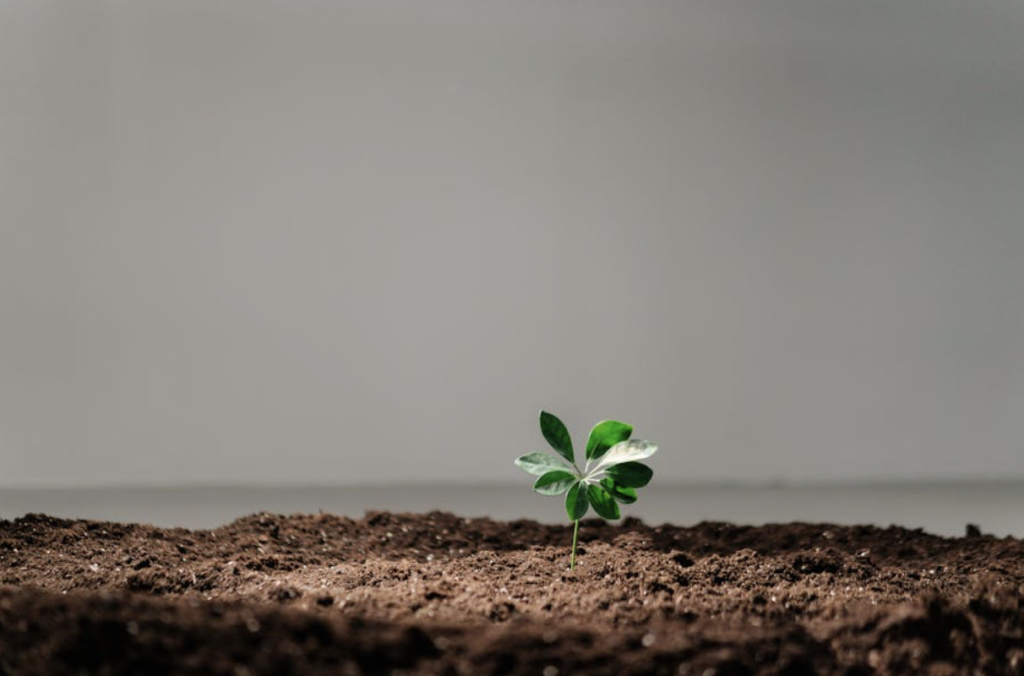 plant growing